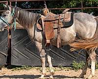 grey-filly-for-sale