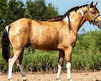 buckskin-overo-paint-gelding