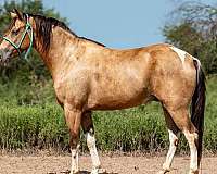 buckskin-overo-gelding-for-sale