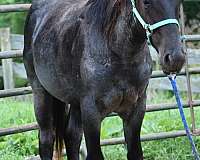 blue-roan-roan-yearling
