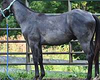 quarter-horse-stallion