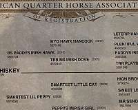 quarter-horse-for-sale