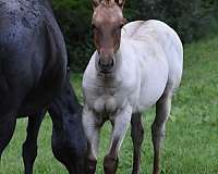 red-roan-quarter-horse-filly