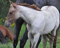 red-roan-filly-for-sale
