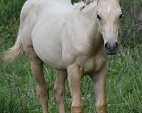 palomino-roan-cross-horse