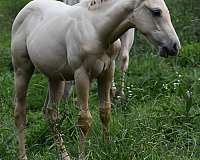 palomino-roan-aqha-colt