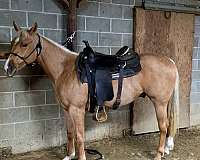 palomino-2-white-socks-front-one-on-right-hind-horse