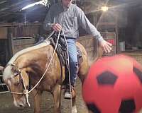 age-quarter-horse