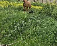 all-around-quarter-horse