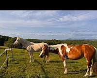 blue-eyed-trail-riding-gelding