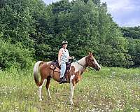 tobiano-paint-horse