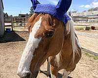 all-around-paint-horse