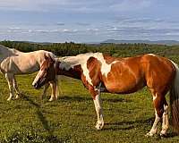 paint-horse