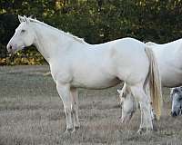 dunskin-aqha-mare
