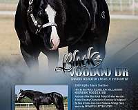 dunskin-aqha-broodmare