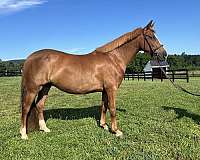 all-around-welsh-pony