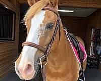 athletic-welsh-pony