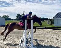 blue-eyed-welsh-pony