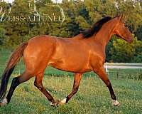 all-around-thoroughbred-horse