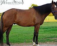 bay-thoroughbred-gelding