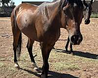 arabian-horse-for-sale