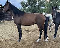arabian-gelding