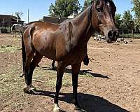 project-arabian-half-arabian-horse