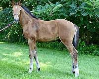 cdi-hanoverian-horse
