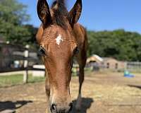 desperado-hanoverian-horse