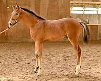 championship-hanoverian-horse