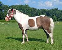 jumping-kid-safe-pony