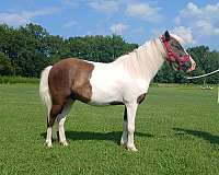 jumping-kid-safe-gelding