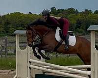 irish-draught-horse-for-sale