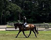 irish-draught-horse