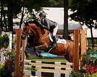 irish-draught-mare