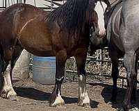 lethal-white-gypsy-vanner-horse