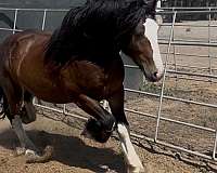 overo-gypsy-vanner-colt-stallion
