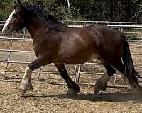 white-gypsy-vanner-colt-stallion