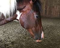 brown-paint-yearling