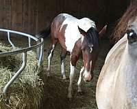 seal-brown-paint-filly