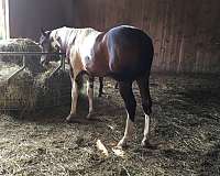 seal-brown-paint-gelding
