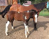 seal-brown-paint-horses-for-sale