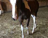 seal-brown-filly-for-sale