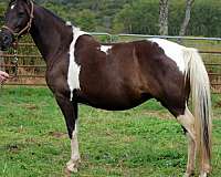 green-broke-missouri-fox-trotter-horse