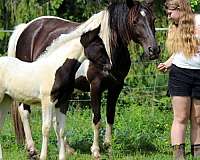 in-foal-missouri-fox-trotter-horse