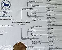 pinto-mfthba-horse