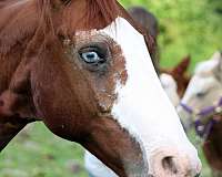 chestnut-sabino-with-two-blue-eyes-socks-horse