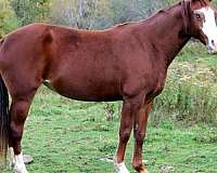 sabino-with-two-blue-eyes-socks-horse