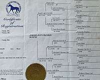splash-missouri-fox-trotter-horse