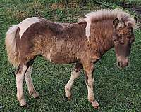 dappled-double-registered-filly